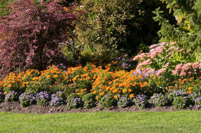 Stauden F R Schatten Pflegeleichte Arten Zuhause Net