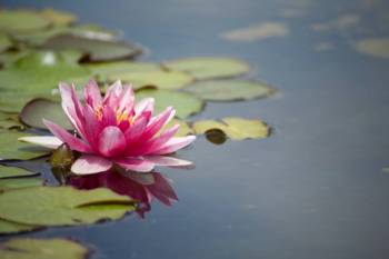 Tiere im Teich