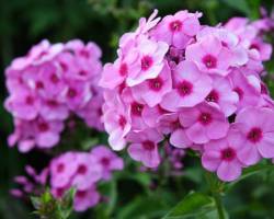 Phlox Pflege und das richtige Schneiden