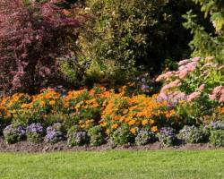 Stauden für Schatten: Pflegeleichte Arten