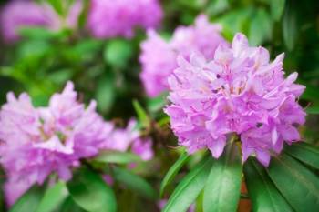 Rhododendron