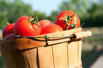 Tomaten pflegen