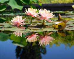 11 tolle Tipps zum Gartenteich anlegen