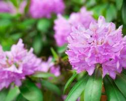 Rhododendron: Hilfe bei gelben Blättern