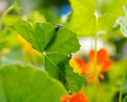 Schädlinge im Garten richtig bekämpfen und erkennen