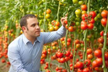 Tomaten im Gewächshaus