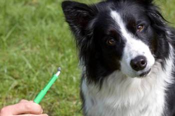 Zecken entfernen beim Hund