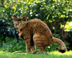 Katzenkot im Garten: Was tun?