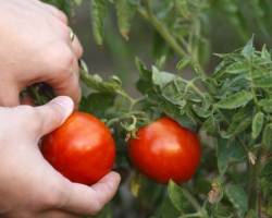 Tomaten anpflanzen im eigenen Garten