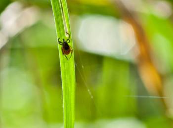 Gefahr durch Zecken im Wald und Garten