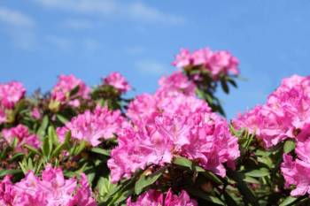 Rhododendron Schädlinge