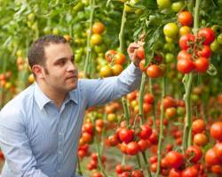 Tomaten im Gewächshaus: 6 hilfreiche Kniffe