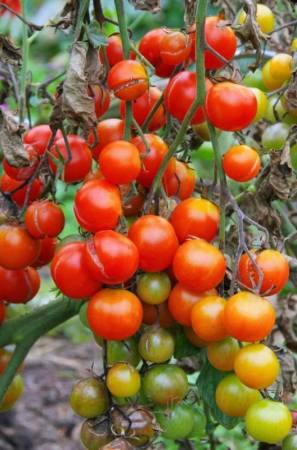 Braunfäule bei Tomaten