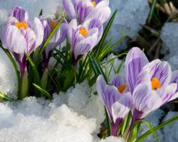 Gartenarbeit im Februar - das gibt es zu tun!