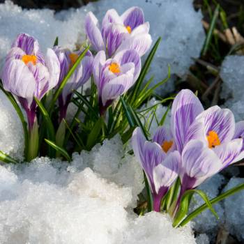 Gartenarbeit im Februar