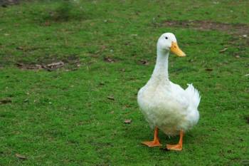 Laufenten Und Enten Halten Im Eigenen Garten Zuhause Net