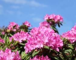 Rhododendron Schädlinge und Krankheiten