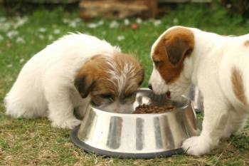 Hundefutter im Test - Viele Produkte durchgefallen