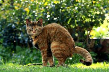 Katzenkot Im Garten Was Tun Zuhause Net