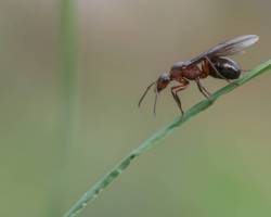 Hilfe: Fliegende Ameisen im Haus