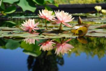 Gartenteich anlegen