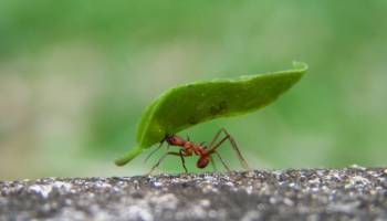 Insekten