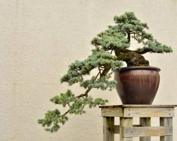 Bonsai richtig pflegen