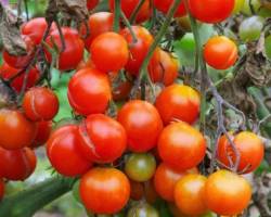 Hilfsmittel gegen Braunfäule bei Tomaten