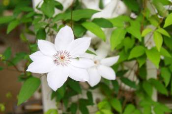 Clematis überwintern