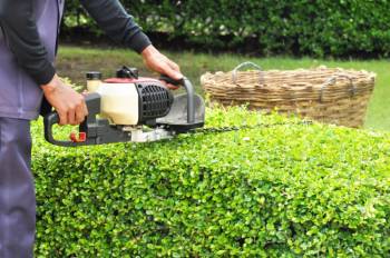 Rückschnitt im Garten