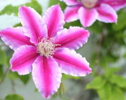 Clematis zurückschneiden: Zeitpunkt und hilfreiche Tipps