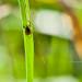 Gefahr durch Zecken im Garten und Wald