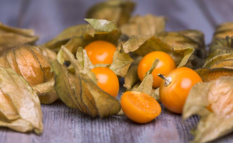 So Sollte Man Physalis Pflanzen Im Garten Zuhause Net